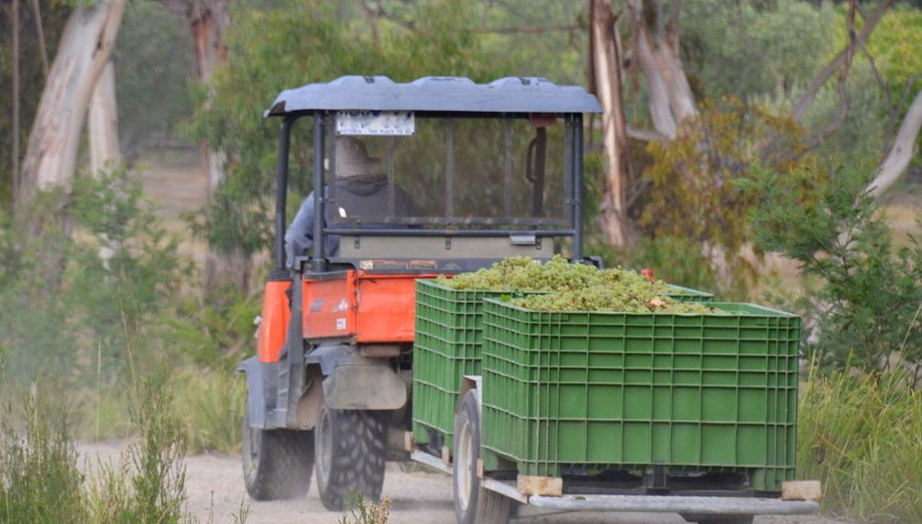 Yarra Valley and Dandenong Ranges Scenic Tour - Foto 1